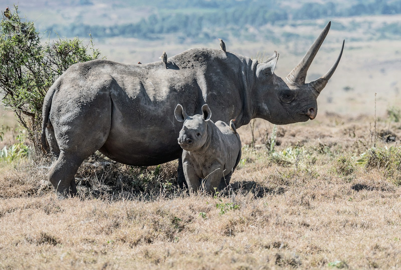 Safari vehicle crossing the Tanzanian landscape